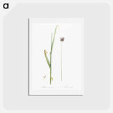 アートポストカード-Sand leek illustration - ピエール ジョゼフ ルドゥーテ Postcard.