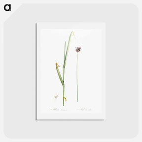 アートポストカード-Sand leek illustration - ピエール ジョゼフ ルドゥーテ Postcard.