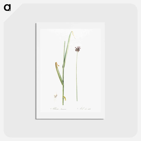 アートポストカード-Sand leek illustration - ピエール ジョゼフ ルドゥーテ Postcard.