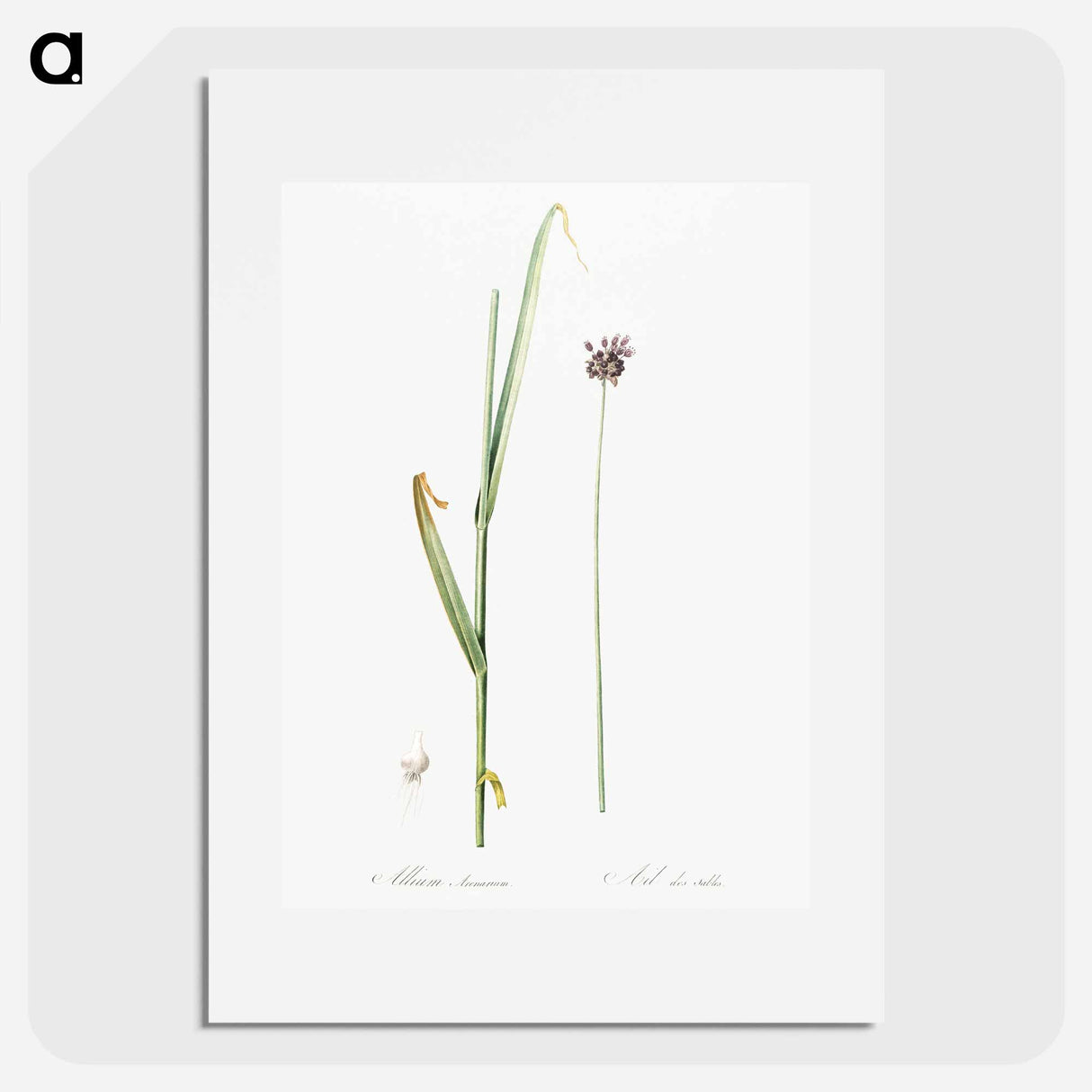 Sand leek illustration - Pierre Joseph Redouté Poster.