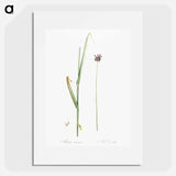 Sand leek illustration - Pierre Joseph Redouté Poster.