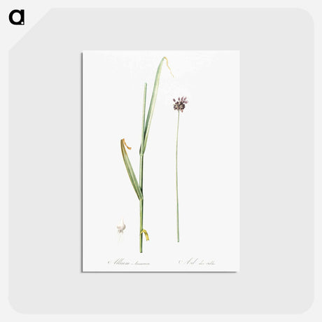 アートポストカード-Sand leek illustration - ピエール ジョゼフ ルドゥーテ Postcard.