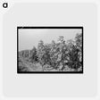 アートポストカード-Sunflower Field, Southeast Missouri
 - ラッセル リー Postcard.
