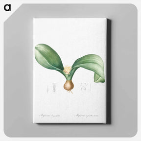 アートパネル-Hedgehog lily illustration - ピエール ジョゼフ ルドゥーテ Canvas.