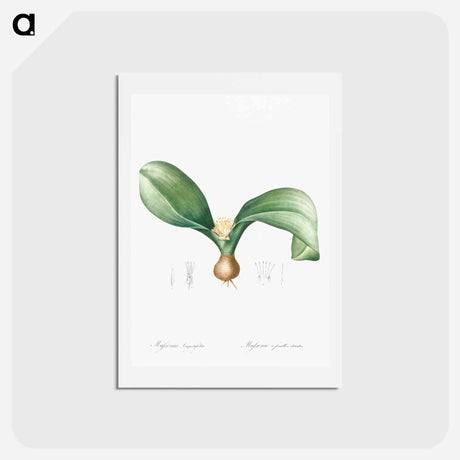 アートポストカード-Hedgehog lily illustration - ピエール ジョゼフ ルドゥーテ Postcard.