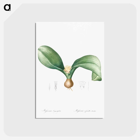 アートポストカード-Hedgehog lily illustration - ピエール ジョゼフ ルドゥーテ Postcard.