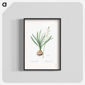 アートポスター-Satin squill illustration - ピエール ジョゼフ ルドゥーテ Poster.