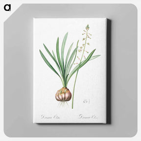 アートパネル-Satin squill illustration - ピエール ジョゼフ ルドゥーテ Canvas.