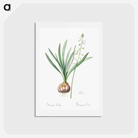 アートポストカード-Satin squill illustration - ピエール ジョゼフ ルドゥーテ Postcard.