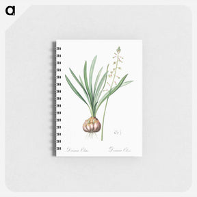 アートメモ帳-Satin squill illustration - ピエール ジョゼフ ルドゥーテ Memo.