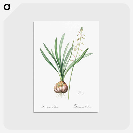 アートポストカード-Satin squill illustration - ピエール ジョゼフ ルドゥーテ Postcard.