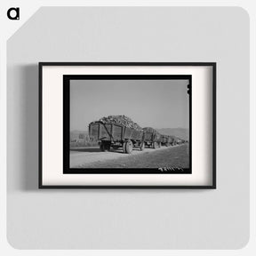 アートポスター-Sugar Beet Trucks, Lewiston
 - ラッセル リー Poster.