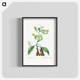 Musschia aurea (Campanula aurea) - Pierre Joseph Redouté Poster.