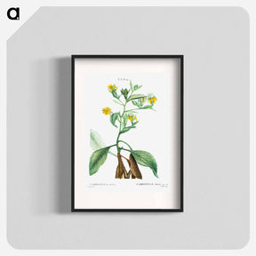 アートポスター-Musschia aurea (Campanula aurea) - ピエール ジョゼフ ルドゥーテ Poster.