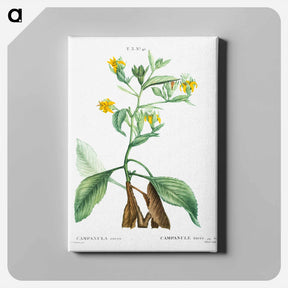 アートパネル-Musschia aurea (Campanula aurea) - ピエール ジョゼフ ルドゥーテ Canvas.