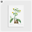 アートポストカード-Musschia aurea (Campanula aurea) - ピエール ジョゼフ ルドゥーテ Postcard.