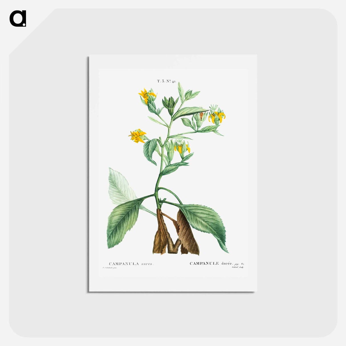 アートポストカード-Musschia aurea (Campanula aurea) - ピエール ジョゼフ ルドゥーテ Postcard.