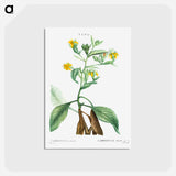アートポストカード-Musschia aurea (Campanula aurea) - ピエール ジョゼフ ルドゥーテ Postcard.