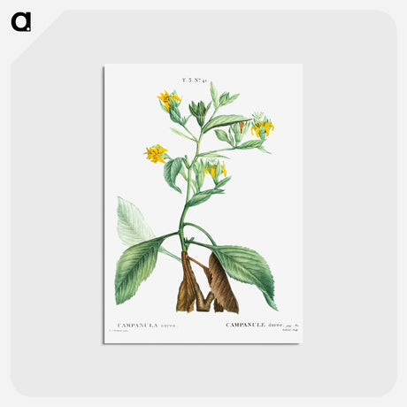 アートポストカード-Musschia aurea (Campanula aurea) - ピエール ジョゼフ ルドゥーテ Postcard.