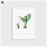 アートポストカード-Paintbrush illustration from Les liliacées - ピエール ジョゼフ ルドゥーテ Postcard.