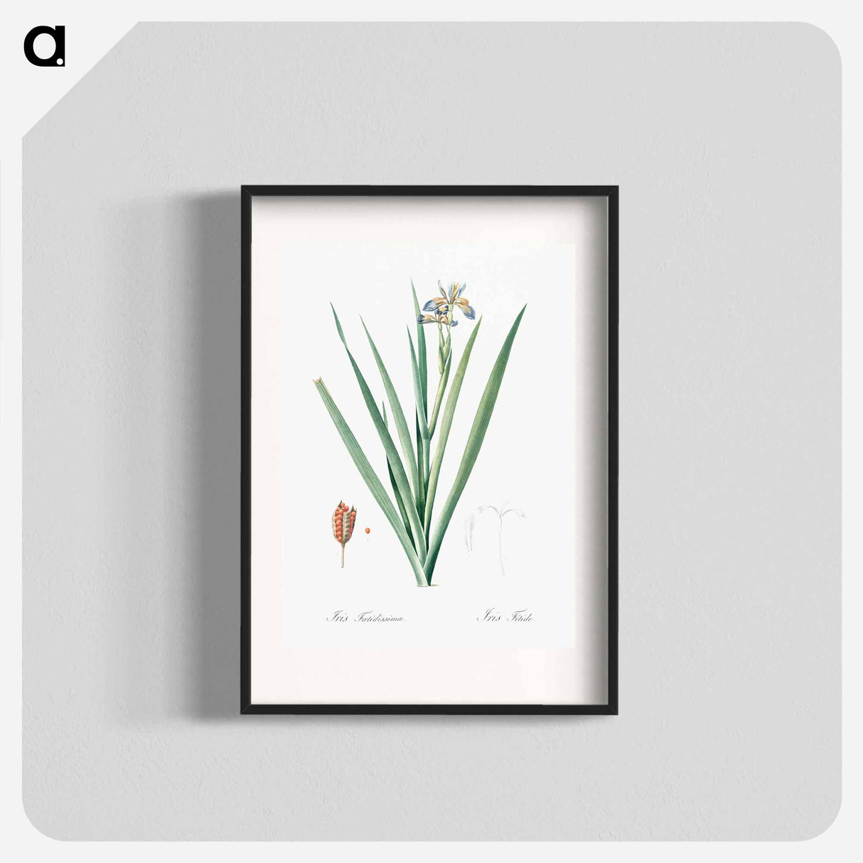 Stinking iris illustration - ピエール ジョゼフ ルドゥーテ Poster.