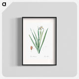 Stinking iris illustration - Pierre Joseph Redouté Poster.