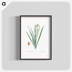 アートポスター-Stinking iris illustration - ピエール ジョゼフ ルドゥーテ Poster.