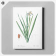 アートパネル-Stinking iris illustration - ピエール ジョゼフ ルドゥーテ Canvas.