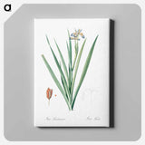 アートパネル-Stinking iris illustration - ピエール ジョゼフ ルドゥーテ Canvas.