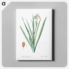 アートパネル-Stinking iris illustration - ピエール ジョゼフ ルドゥーテ Canvas.