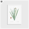 アートポストカード-Stinking iris illustration - ピエール ジョゼフ ルドゥーテ Postcard.