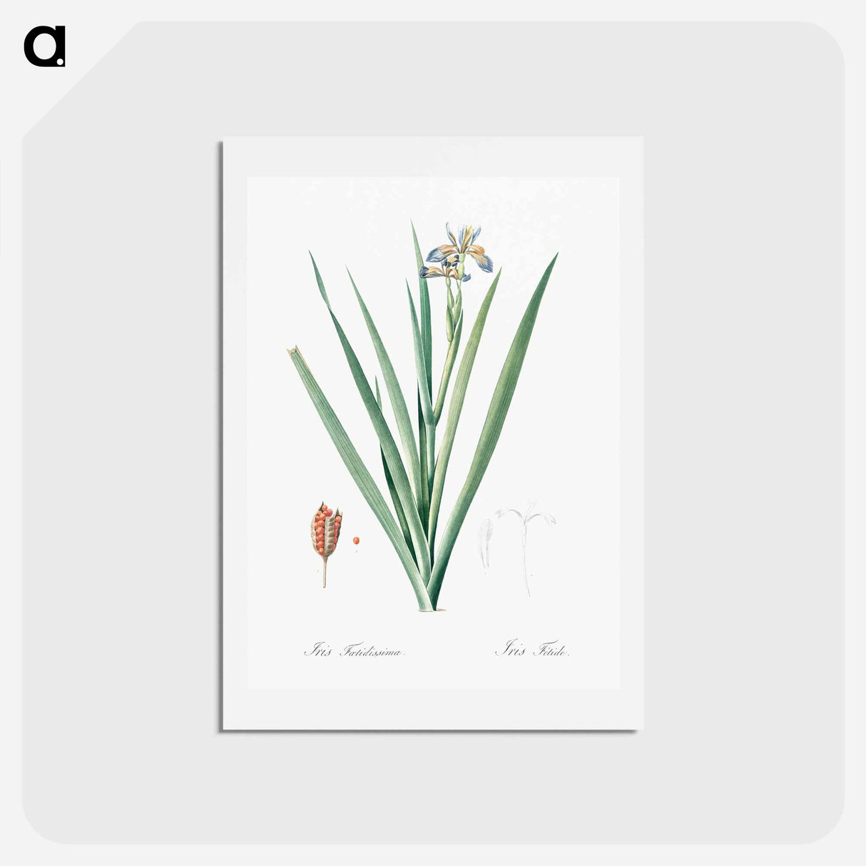 アートポストカード-Stinking iris illustration - ピエール ジョゼフ ルドゥーテ Postcard.