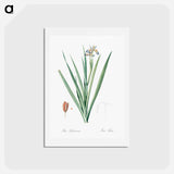 アートポストカード-Stinking iris illustration - ピエール ジョゼフ ルドゥーテ Postcard.