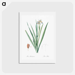 アートポストカード-Stinking iris illustration - ピエール ジョゼフ ルドゥーテ Postcard.