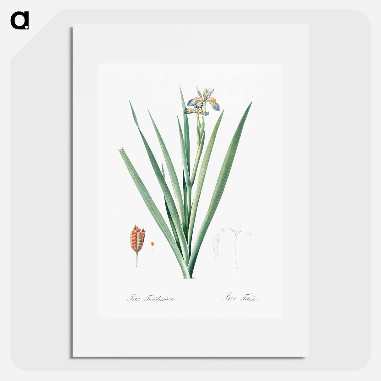 Stinking iris illustration - Pierre Joseph Redouté Poster.