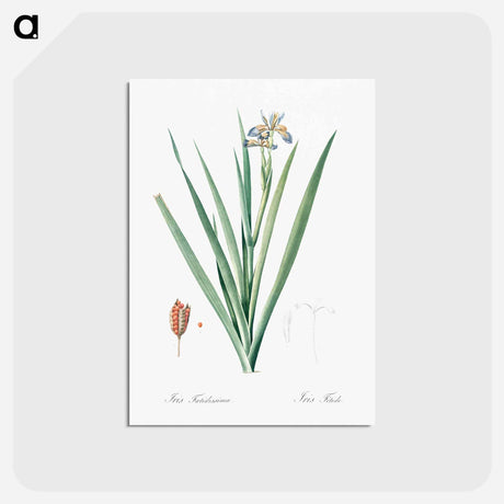 アートポストカード-Stinking iris illustration - ピエール ジョゼフ ルドゥーテ Postcard.