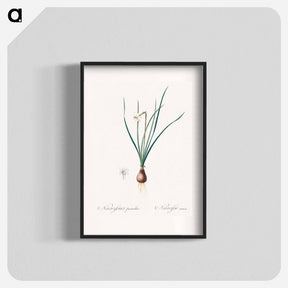 アートポスター-Daffodils - ピエール ジョゼフ ルドゥーテ Poster.