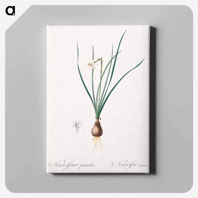 アートパネル-Daffodils - ピエール ジョゼフ ルドゥーテ Canvas.
