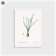 アートポストカード-Daffodils - ピエール ジョゼフ ルドゥーテ Postcard.