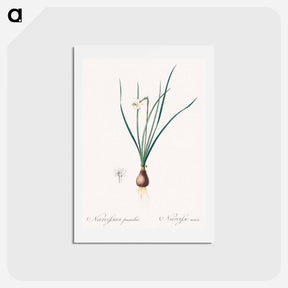 アートポストカード-Daffodils - ピエール ジョゼフ ルドゥーテ Postcard.