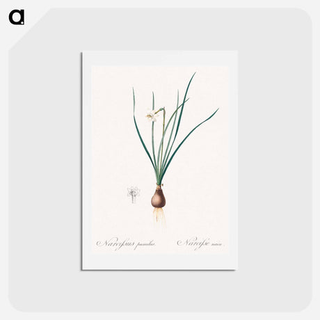 アートポストカード-Daffodils - ピエール ジョゼフ ルドゥーテ Postcard.