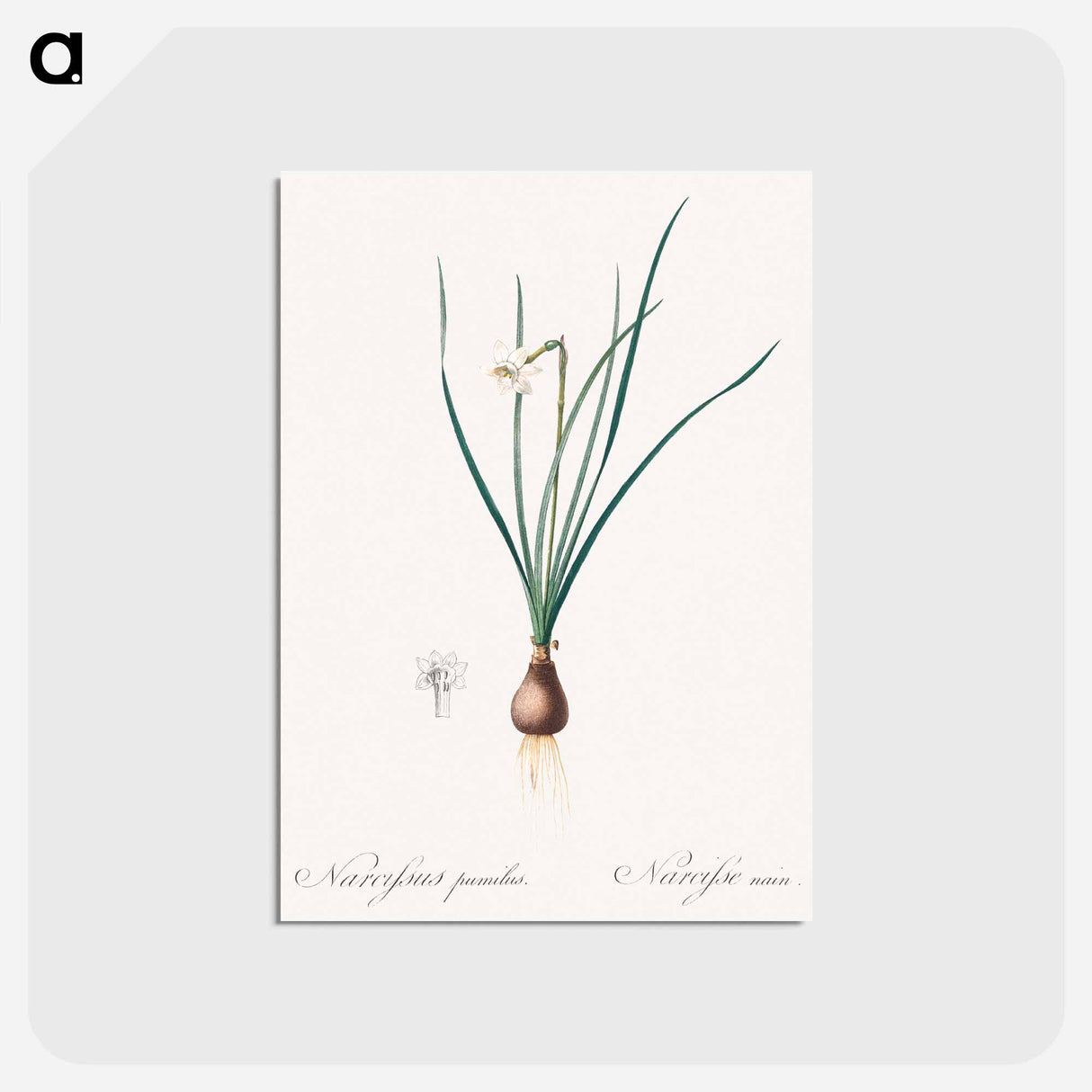 アートポストカード-Daffodils - ピエール ジョゼフ ルドゥーテ Postcard.