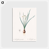 アートポストカード-Daffodils - ピエール ジョゼフ ルドゥーテ Postcard.