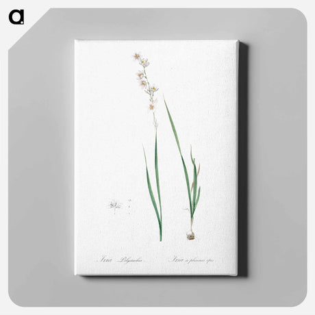 アートパネル-Ixia polystachia - ピエール ジョゼフ ルドゥーテ Canvas.