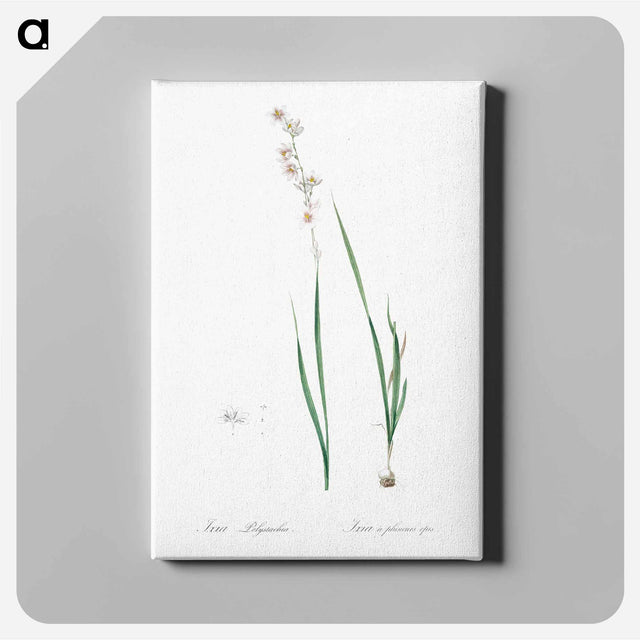 アートパネル-Ixia polystachia - ピエール ジョゼフ ルドゥーテ Canvas.