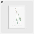 アートポストカード-Ixia polystachia - ピエール ジョゼフ ルドゥーテ Postcard.