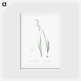 アートポストカード-Ixia polystachia - ピエール ジョゼフ ルドゥーテ Postcard.