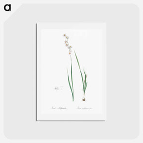 アートポストカード-Ixia polystachia - ピエール ジョゼフ ルドゥーテ Postcard.