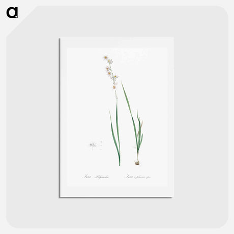 アートポストカード-Ixia polystachia - ピエール ジョゼフ ルドゥーテ Postcard.