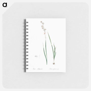 Ixia polystachia - ピエール ジョゼフ ルドゥーテ Memo.